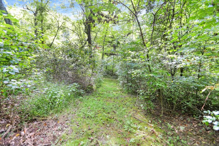 Bearadise Ridge Cabin — private walking trail and fire ring in the woods