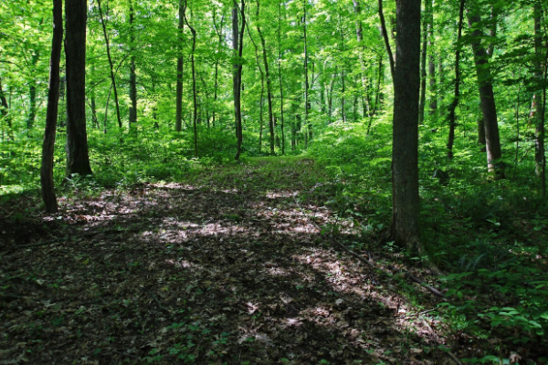 wooded lot with trails