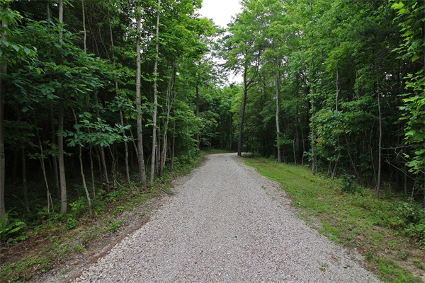 wooded driveway