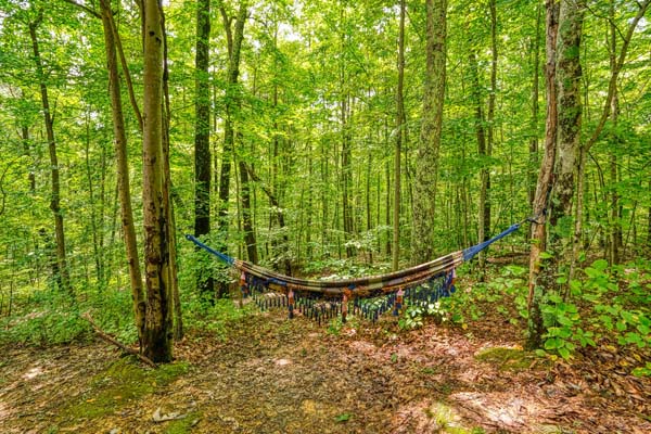 hammock in the woods